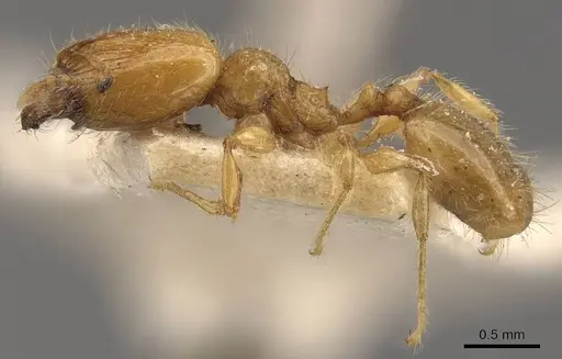 Pheidole tysoni - CASENT0908242