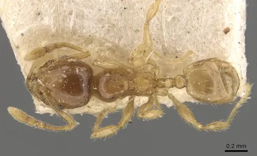 Pheidole tysoni - CASENT0908243