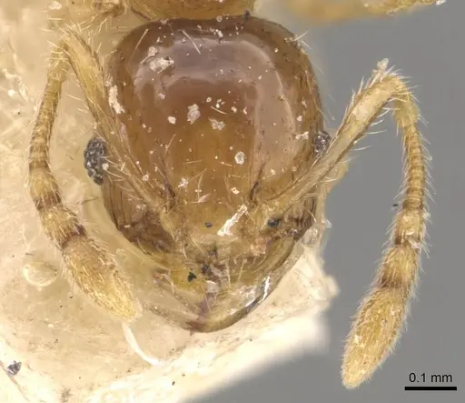 Pheidole tysoni - CASENT0908243