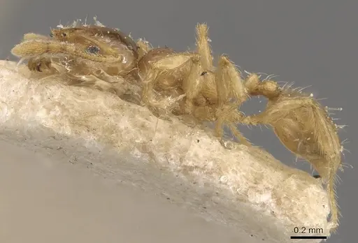 Pheidole tysoni - CASENT0908243