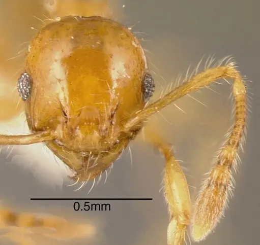 Pheidole ulothrix specimen