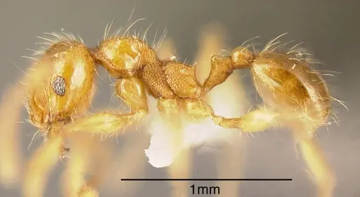 Pheidole ulothrix specimen
