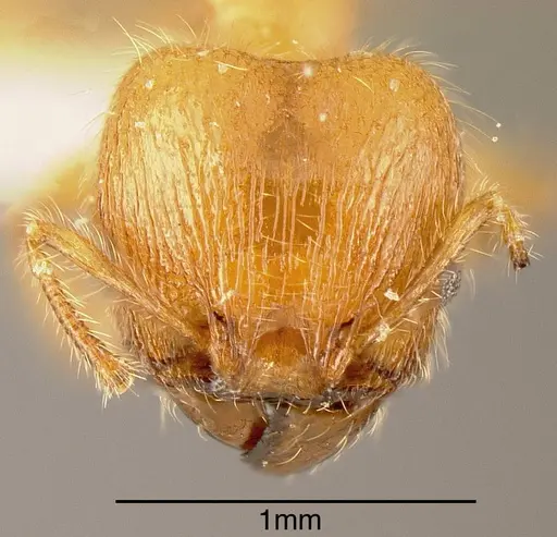 Pheidole ulothrix - INBIOCRI002279936