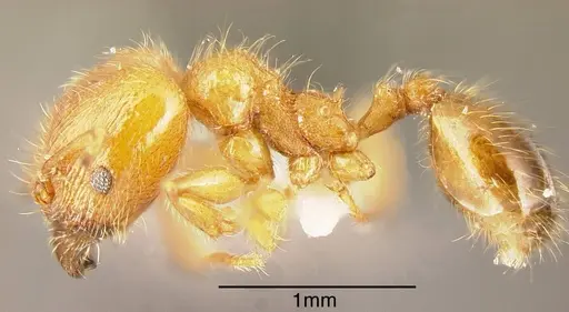 Pheidole ulothrix - INBIOCRI002279936