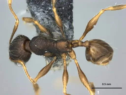 Pheidole ululevu specimen