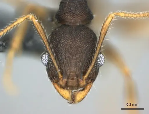 Pheidole ululevu specimen