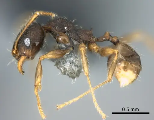 Pheidole ululevu specimen