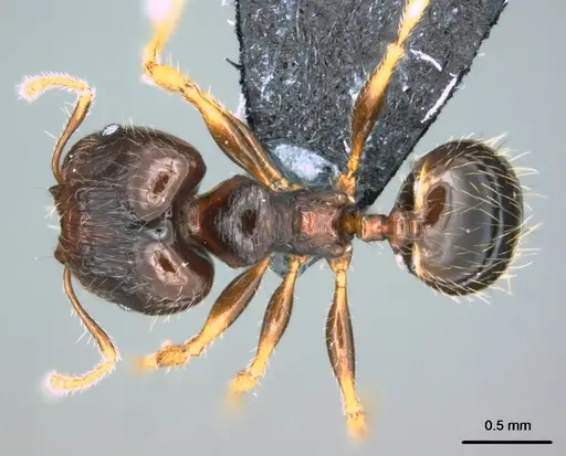 Pheidole ululevu - CASENT0183927