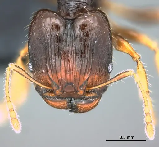 Pheidole ululevu - CASENT0183927