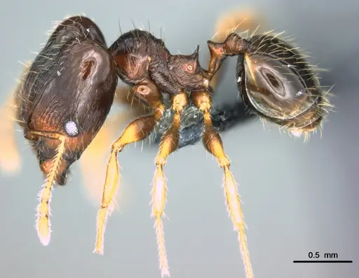Pheidole ululevu - CASENT0183927