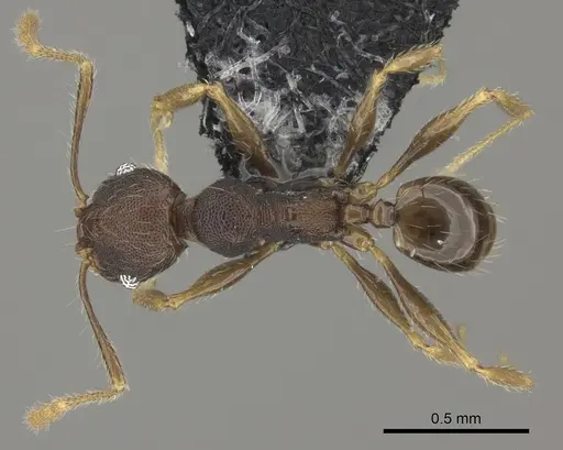 Pheidole ululevu - CASENT0184114