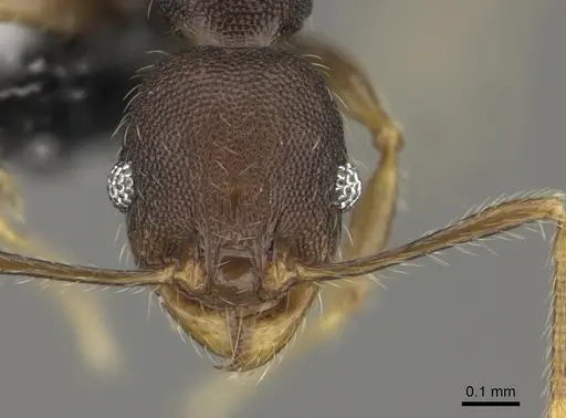 Pheidole ululevu - CASENT0184114