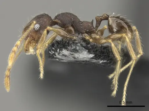 Pheidole ululevu - CASENT0184114