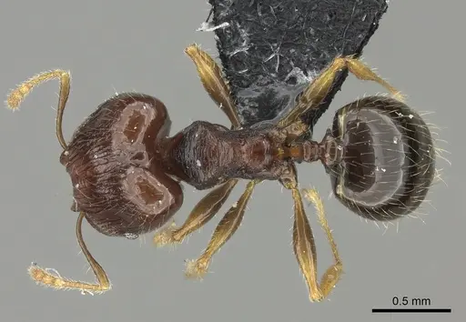 Pheidole ululevu - CASENT0184180