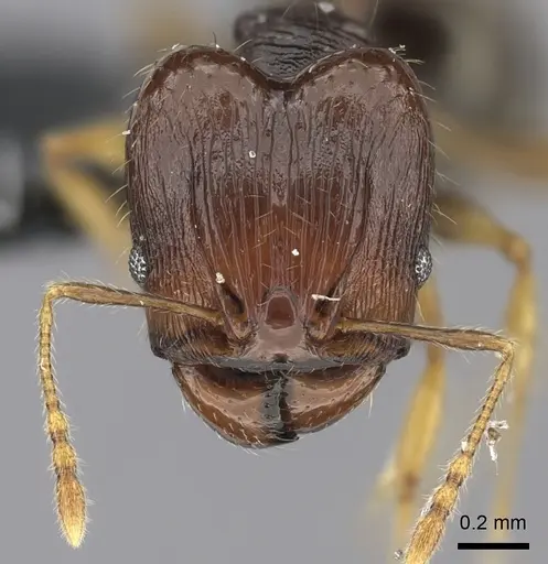 Pheidole ululevu - CASENT0184180