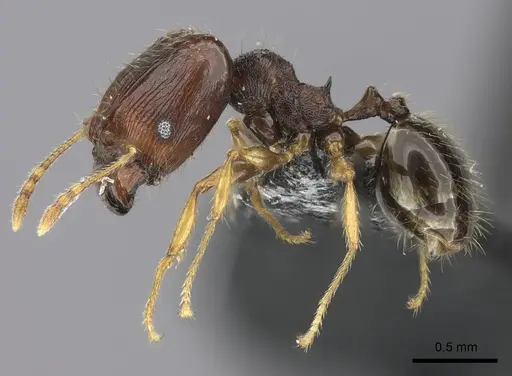 Pheidole ululevu - CASENT0184180