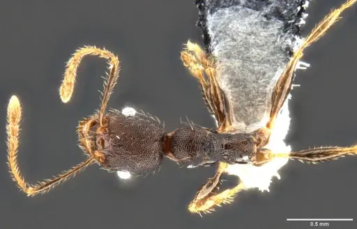 Pheidole ululevu - CASENT0283818