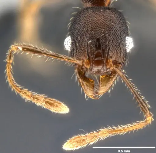 Pheidole ululevu - CASENT0283818