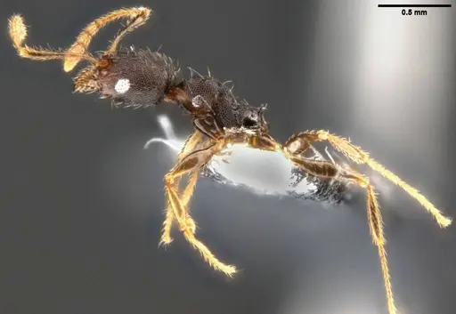 Pheidole ululevu - CASENT0283818