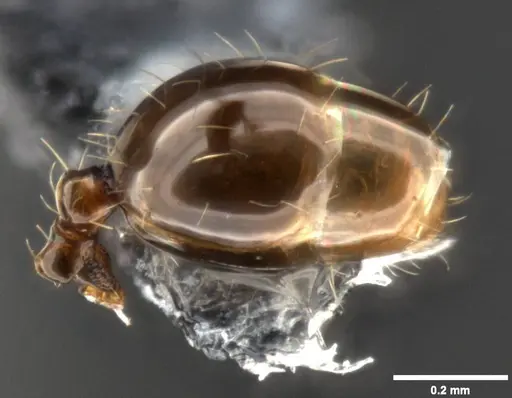 Pheidole ululevu - CASENT0283818