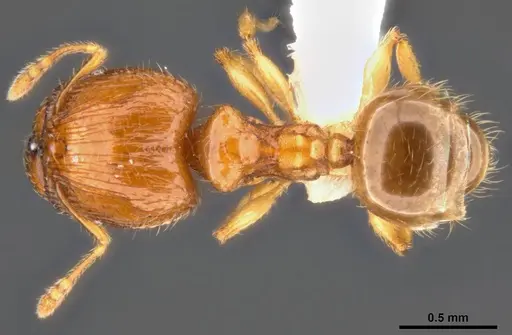Pheidole umbonata specimen
