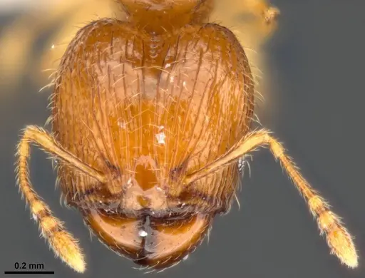 Pheidole umbonata specimen