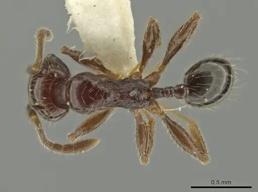 Pheidole umphreyi specimen