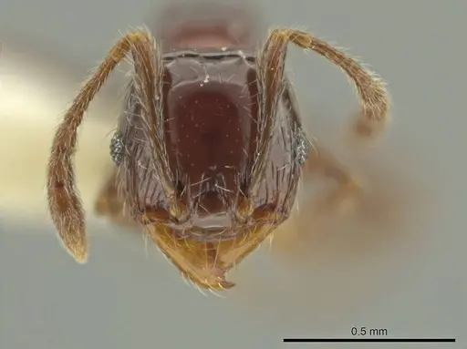 Pheidole umphreyi specimen