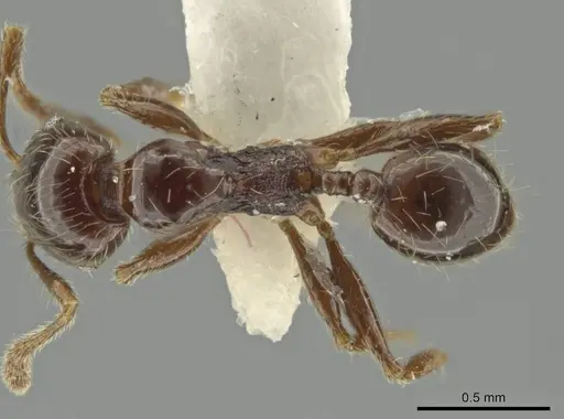 Pheidole umphreyi - CASENT0644964