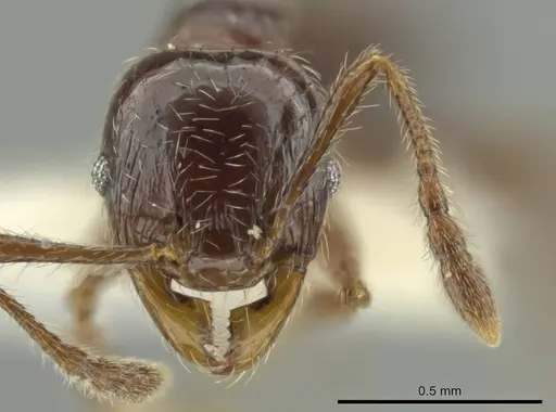 Pheidole umphreyi - CASENT0644964