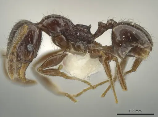 Pheidole umphreyi - CASENT0644964