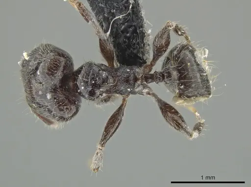 Pheidole umphreyi - INBIOCRI002279629
