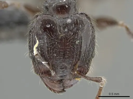 Pheidole umphreyi - INBIOCRI002279629