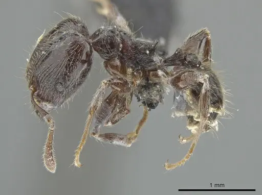 Pheidole umphreyi - INBIOCRI002279629