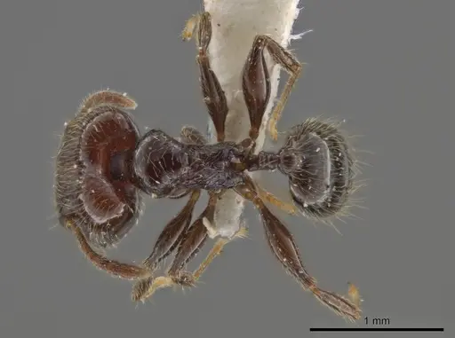 Pheidole umphreyi - INBIOCRI002279630