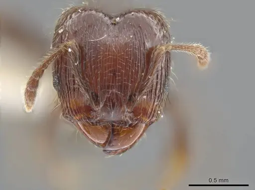 Pheidole umphreyi - INBIOCRI002279630