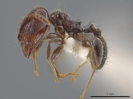 Pheidole umphreyi - INBIOCRI002279630