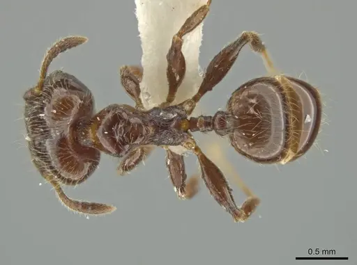 Pheidole umphreyi - JTLC000016565