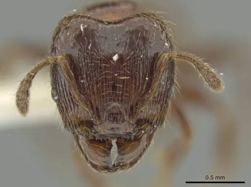Pheidole umphreyi - JTLC000016565