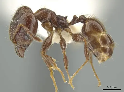 Pheidole umphreyi - JTLC000016565