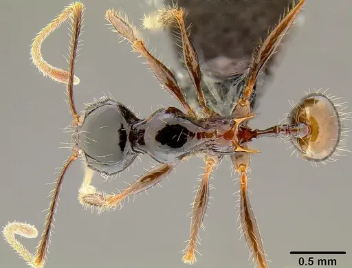 Pheidole uncagena specimen