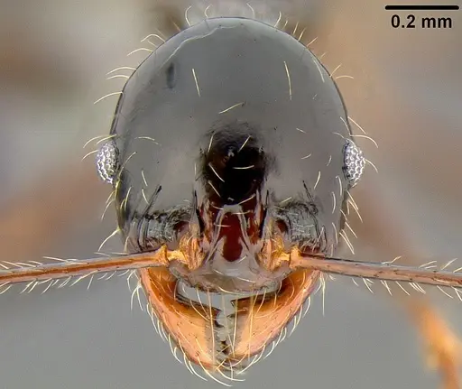 Pheidole uncagena specimen