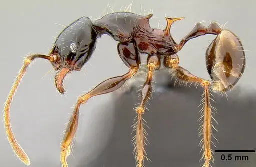 Pheidole uncagena specimen