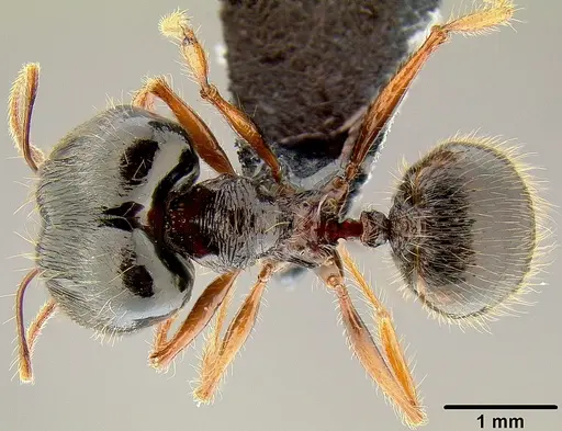 Pheidole uncagena - CASENT0171110