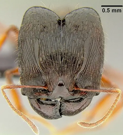 Pheidole uncagena - CASENT0171110