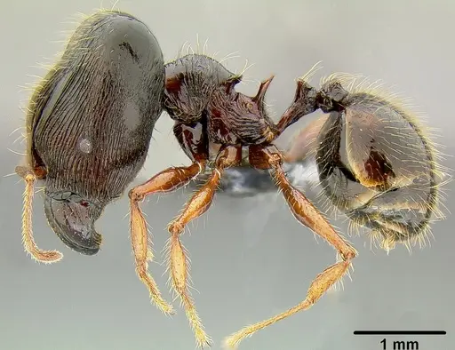 Pheidole uncagena - CASENT0171110