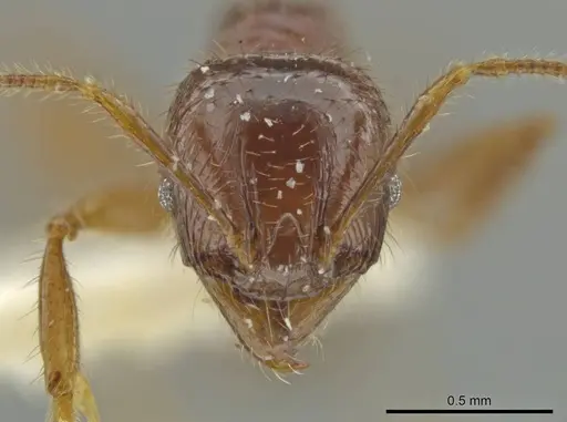 Pheidole unicornis specimen