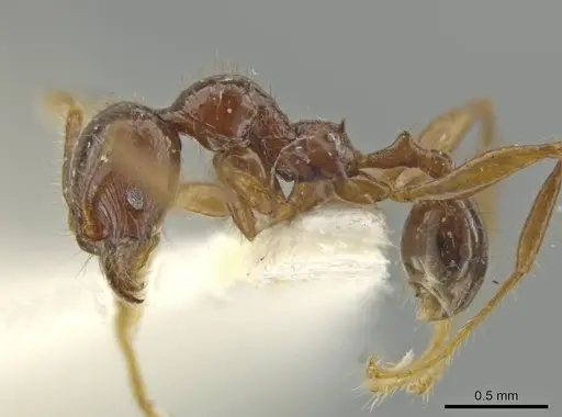 Pheidole unicornis specimen