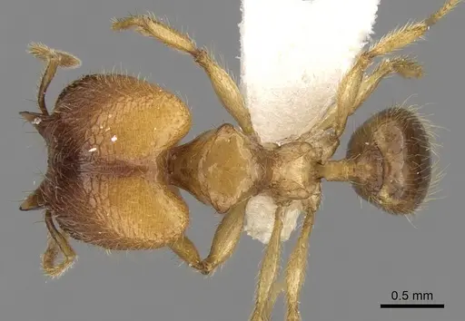 Pheidole upeneci specimen