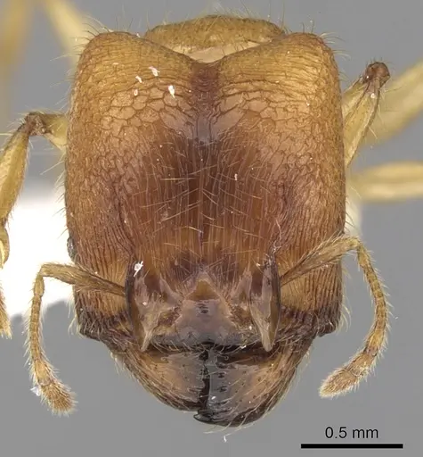 Pheidole upeneci specimen